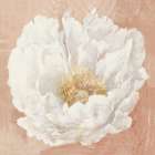 Serene Peony Terracotta Art Print