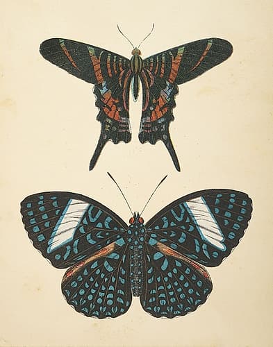 Papillons II Art Print by Wild Apple Portfolio