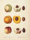 Peaches I Art Print