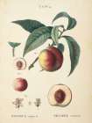 Peaches II Kitchen Print