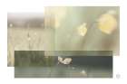 Wildflower Collage Art Print