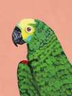 Parrot Head Art Print
