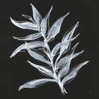 White Fern II Art Print