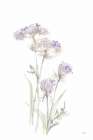 Tall Queen Annes Lace II Art Print