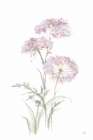 Tall Queen Annes Lace III Art Print