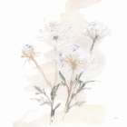 Queen Annes Lace II Art Print