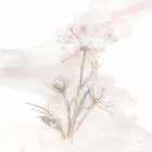 Queen Annes Lace IV Art Print