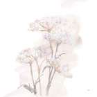 Queen Annes Lace V Art Print