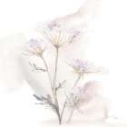 Queen Annes Lace VI Art Print