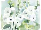 White Hollyhocks Art Print
