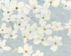 Spring Dogwoods Blue Art Print