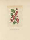 Textbook Floral Art Print