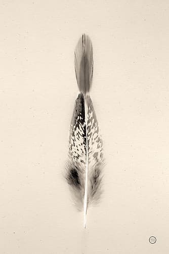 Floating Feathers I Sepia Art Print