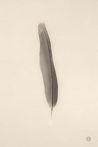 Floating Feathers II Sepia Art Print