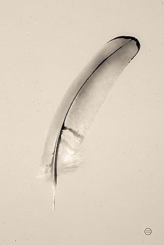 Floating Feathers III Sepia Art Print