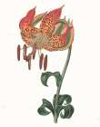 Tiger Lily Botanical Art Print