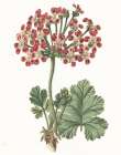 Geranium Botanical Art Print