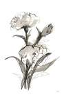 Carnation II Art Print
