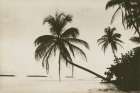 Palm Beach I Art Print