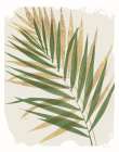 Nature By the Lake Frond II Shadows Art Print