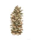 Woodland Pinecone Art Print