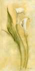 Graceful Calla Lilies II Art Print