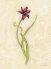 Persian Pearl Stem Art Print