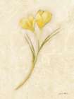 Yellow Crocus Stem Art Print