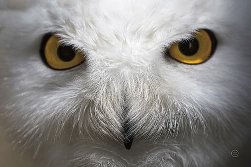 Snowy Owl Stare Art Print