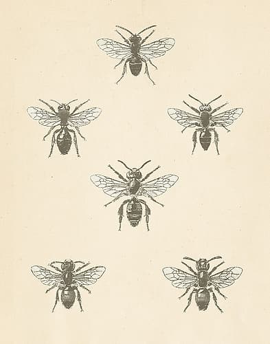 Bee Chart II Art Print