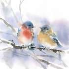 Bluebird Pair Art Print