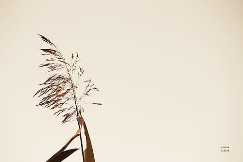 Summer Reeds IV Photography Print