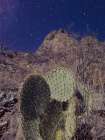 Prickly Stars Art Print