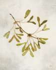 Maple Branch Crop Art Print
