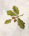 Oak Branch Crop Art Print