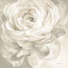 White Rose Gray Art Print