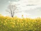 Yellow Meadow Art Print