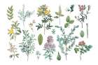 Victorian Garden Bright IV Art Print