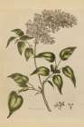 Herbal Botanical I Crop II Art Print