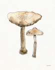 Fresh Farmhouse Mushrooms II Art Print