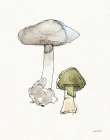 Fresh Farmhouse Mushrooms III Art Print