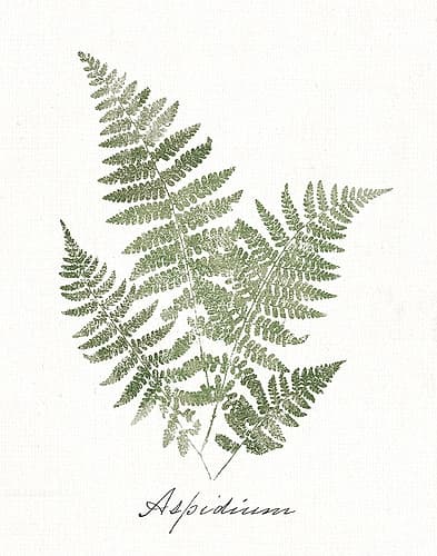 Vintage Ferns IX no Border White Signs Print