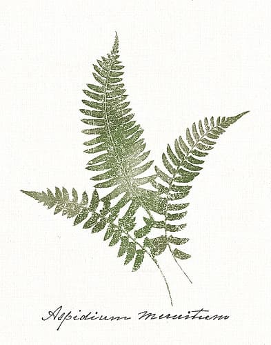Vintage Ferns X no Border White Signs Print