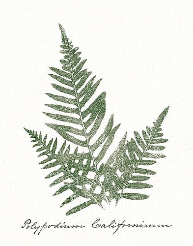 Vintage Ferns XI no Border White Signs Print
