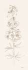 Delphinium I Art Print