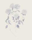 Flowers on White VI Blue Art Print