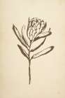 Vintage Line Protea I Art Print