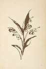 Vintage Line Lily of the Valley I Art Print