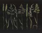 Herbal Botanical VII Black Wood No Words Art Print