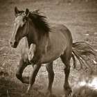 Horse Runner Sepia Art Print
